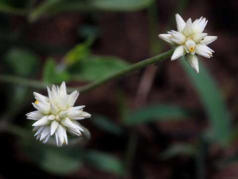 Image de Pfaffia sericantha (Mart.) T. M. Pedersen