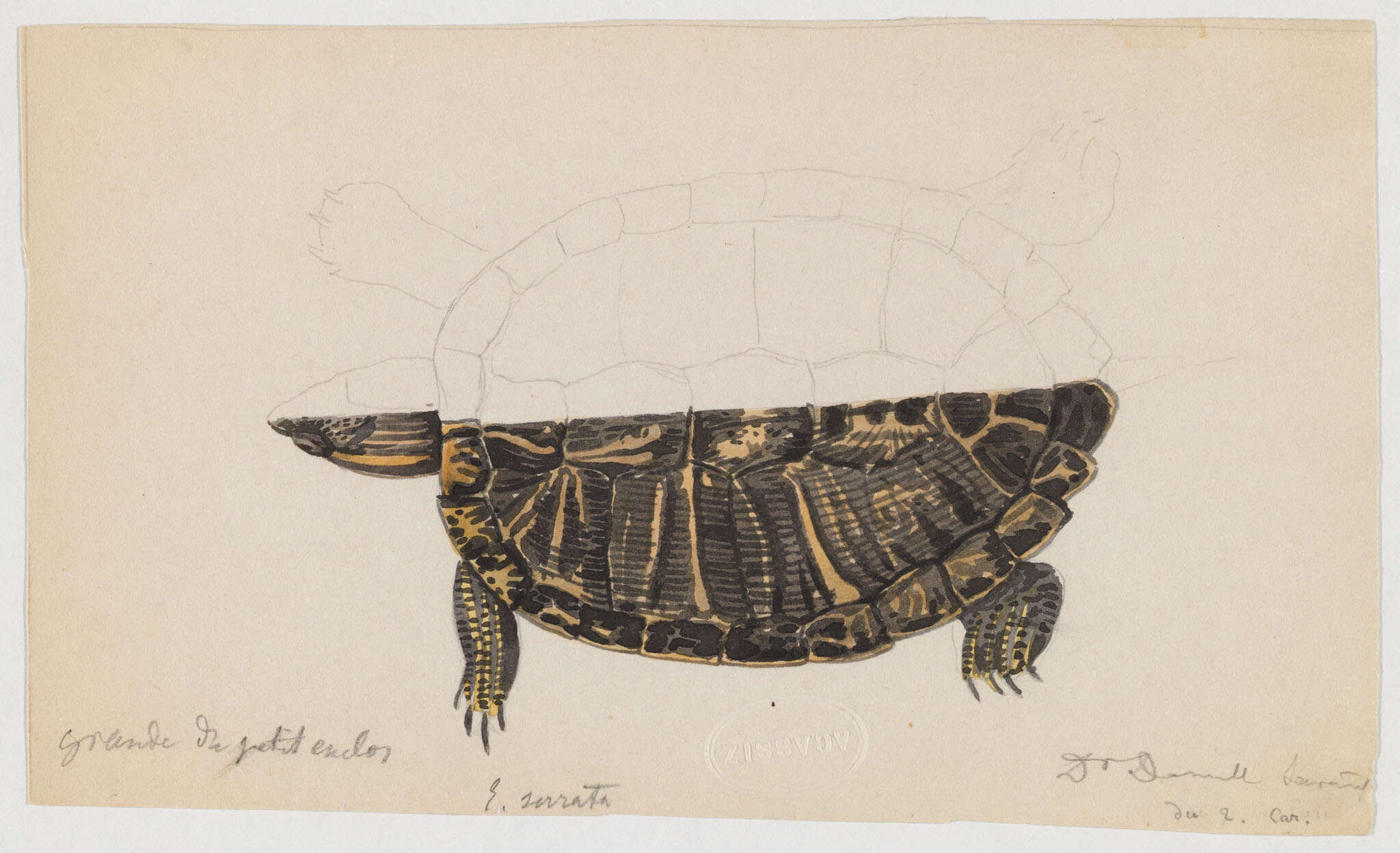 Sivun Trachemys Agassiz 1857 kuva