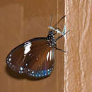 Image of Euploea radamanthus lowei