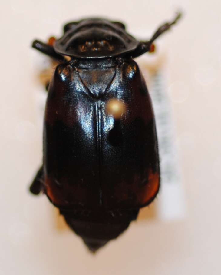 Image of Nicrophorus (Nicrophorus) nepalensis (Hope 1831)