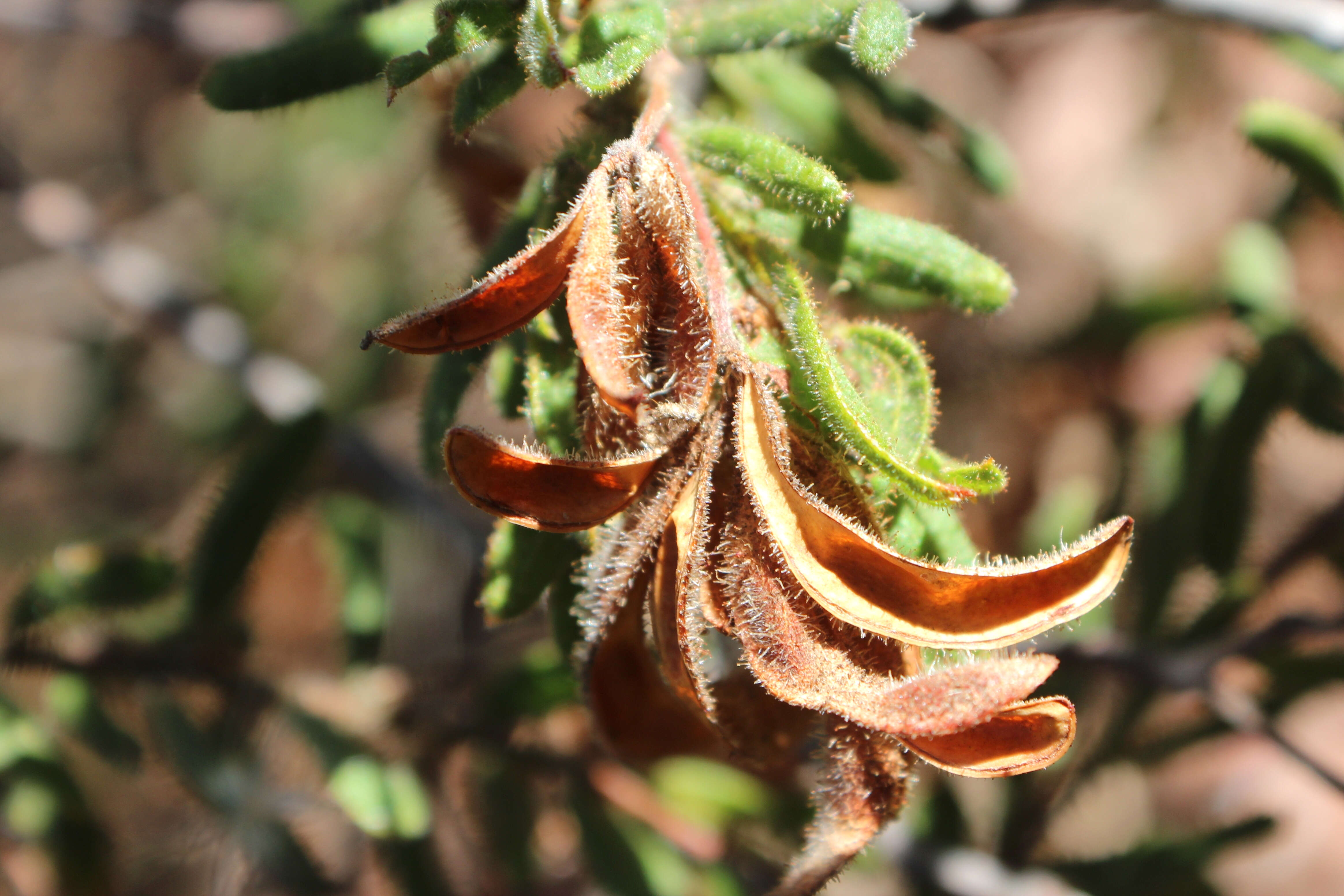 Imagem de Acacia aspera Lindl.