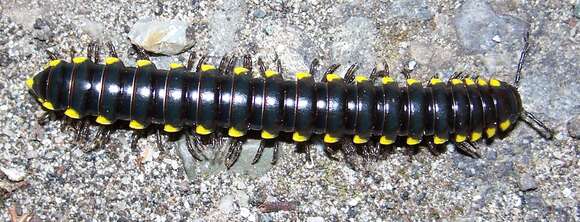 Image of Flat-backed Millipedes