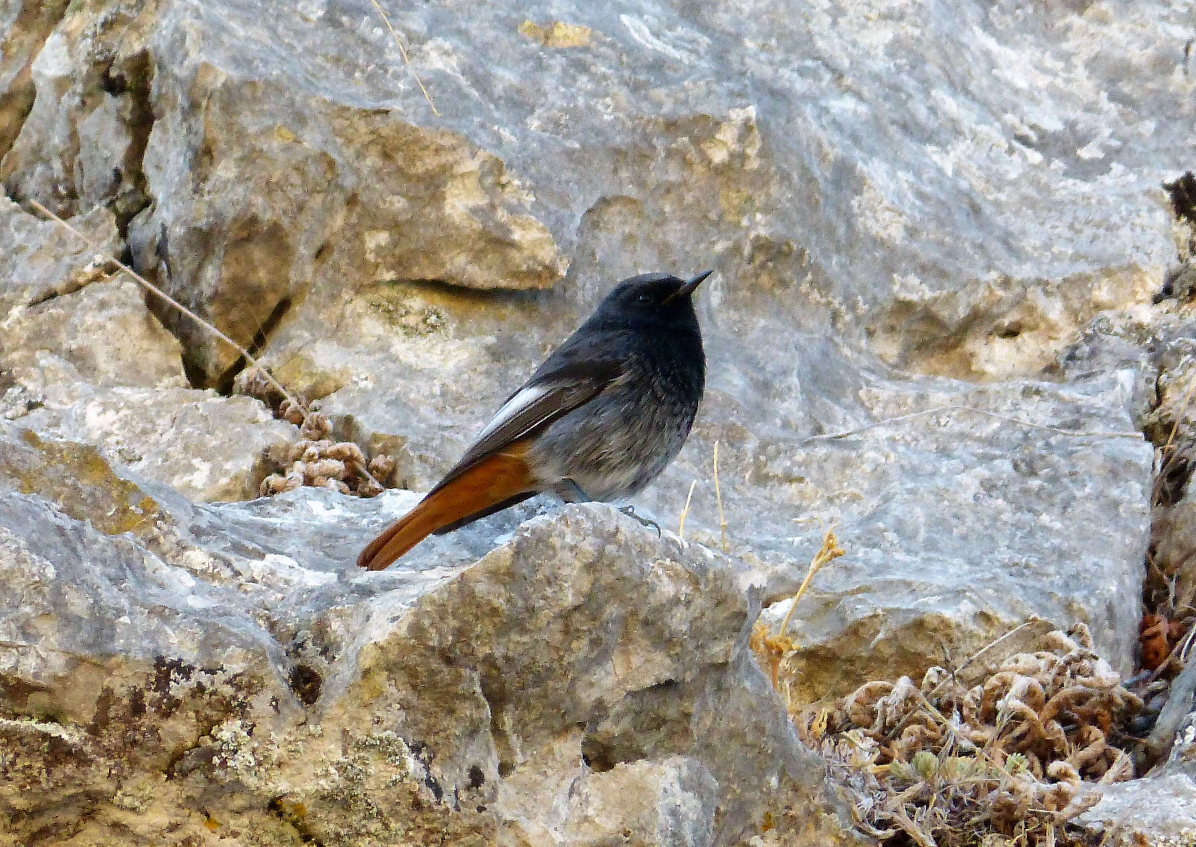 Image of Black Redstart