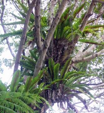 Image of Australian bird's-nest fern