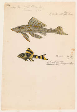 Image of Peckoltia vittata (Steindachner 1881)