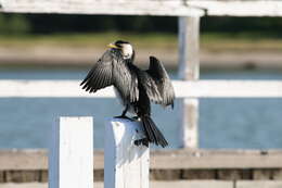 Image of Black Shag