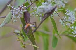 Image of praying mantises