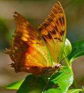 Image of Green-veined Charaxes