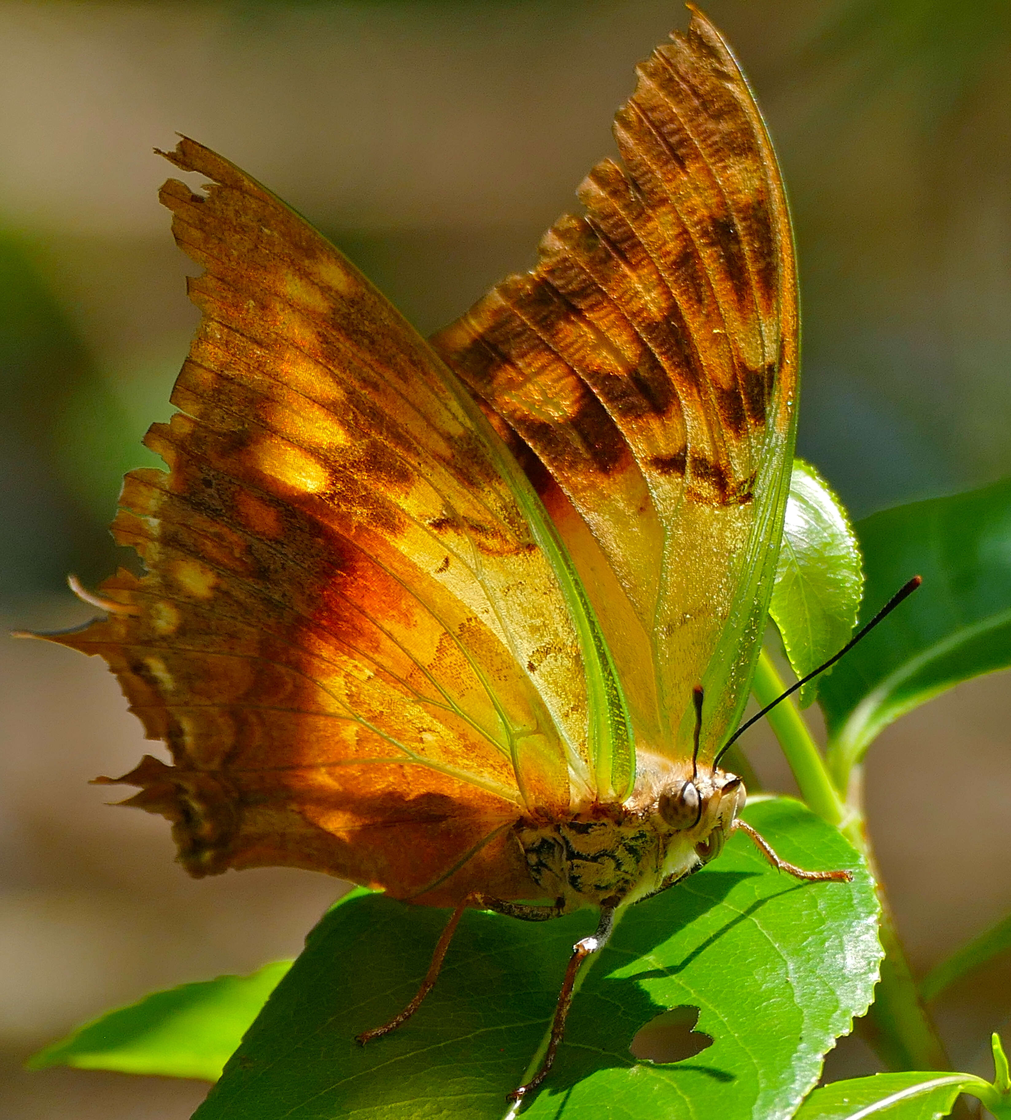 Image of Green-veined Charaxes