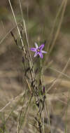 Image of Fringe lily