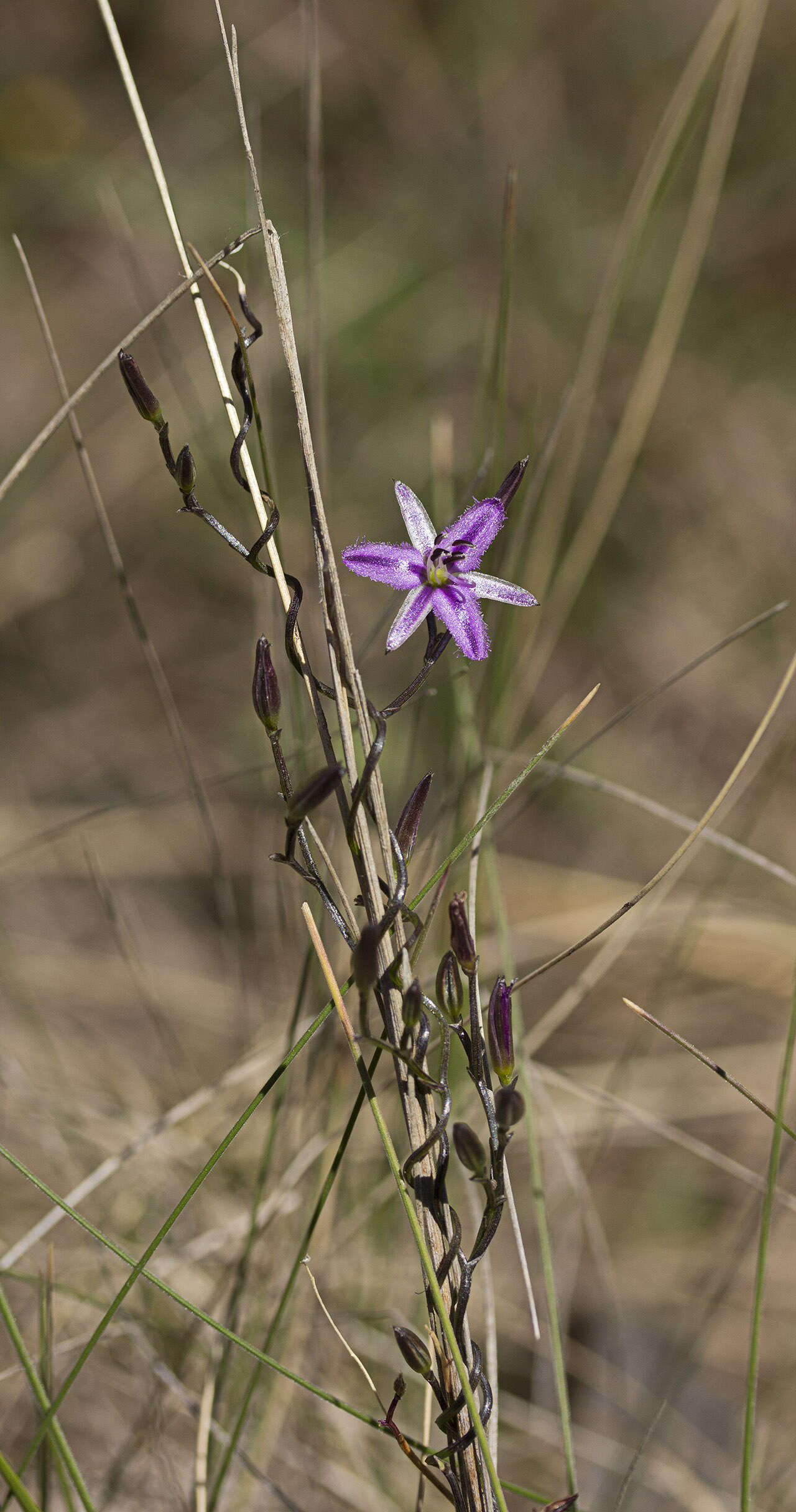 Image of Fringe lily