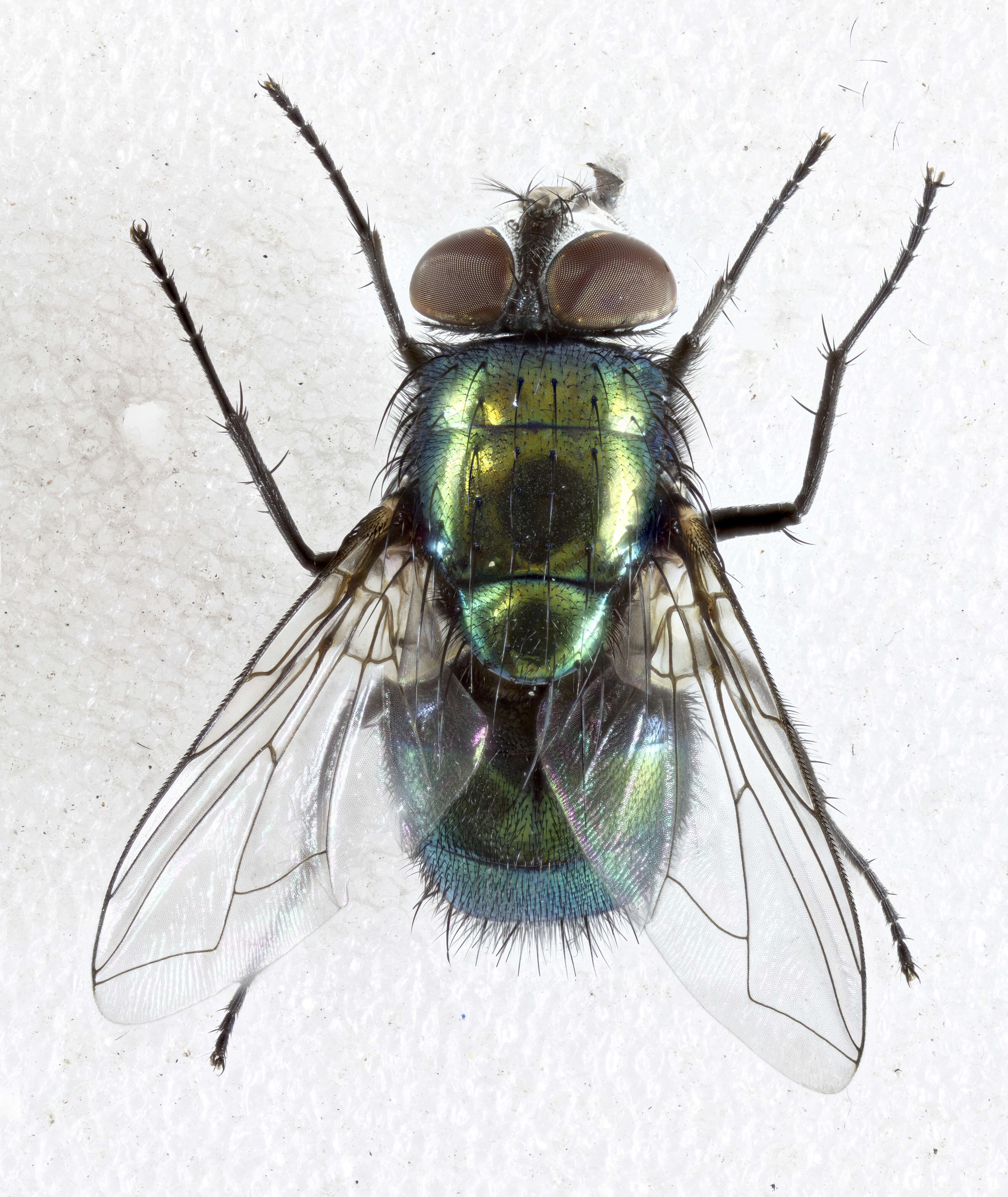 Image of blow flies