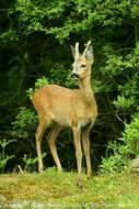 Image of Roe Deer