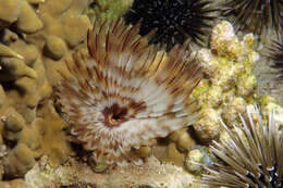 Image of feather duster worms