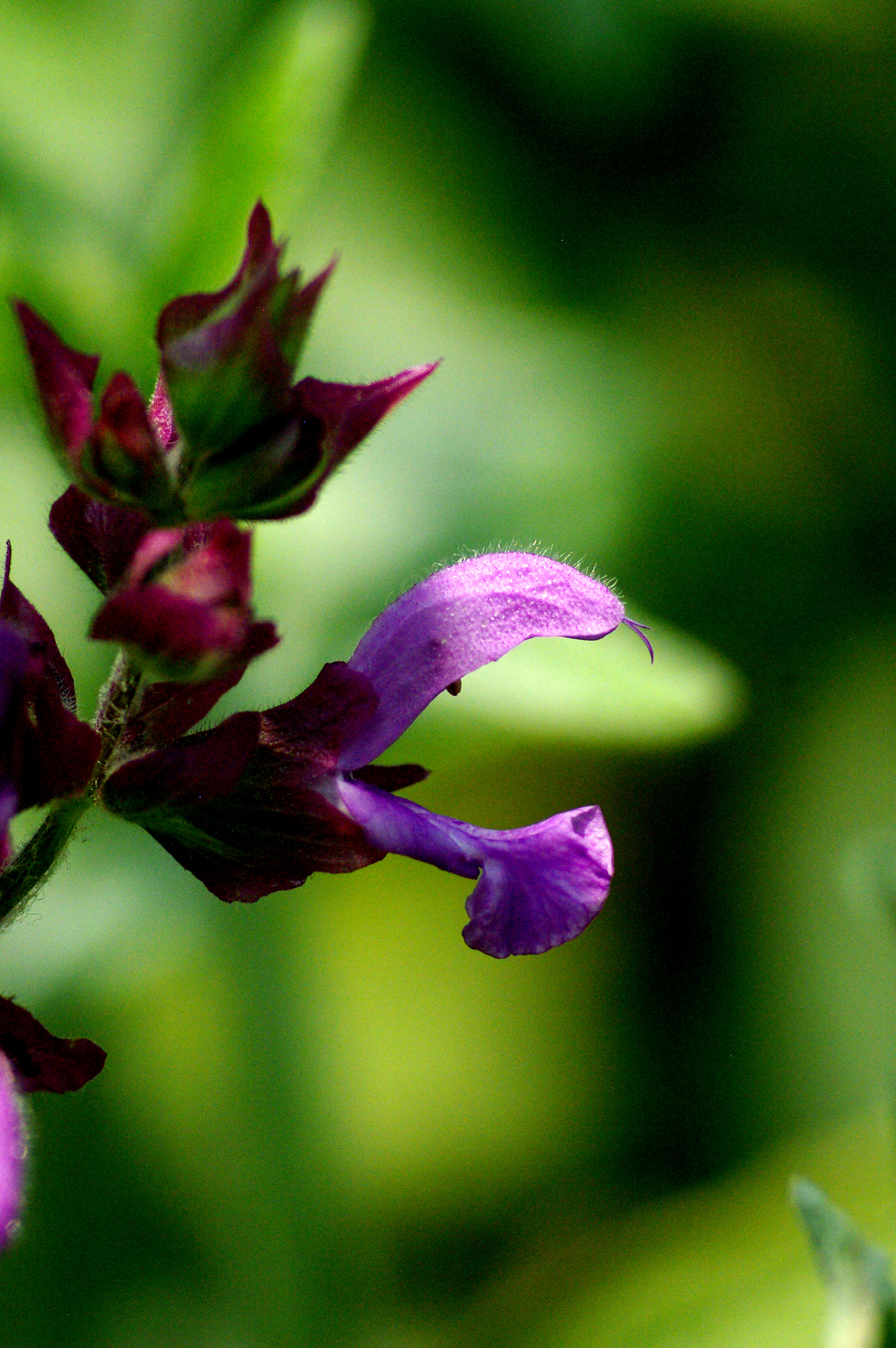 Imagem de Salvia canariensis L.