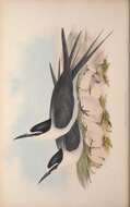 Sivun Onychoprion anaethetus anaethetus (Scopoli 1786) kuva