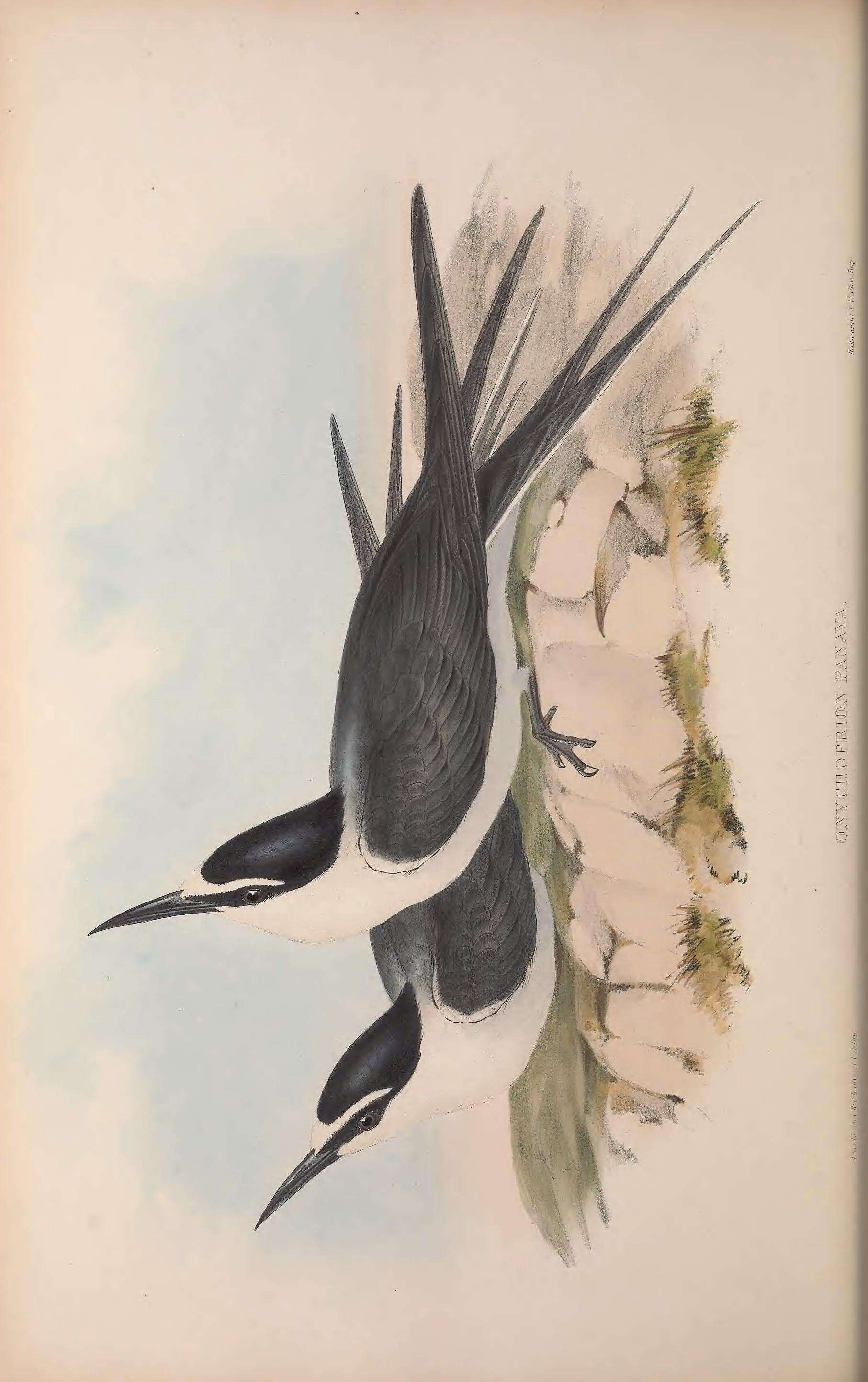 Image of Onychoprion anaethetus anaethetus (Scopoli 1786)