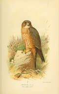 Image of Falco Linnaeus 1758