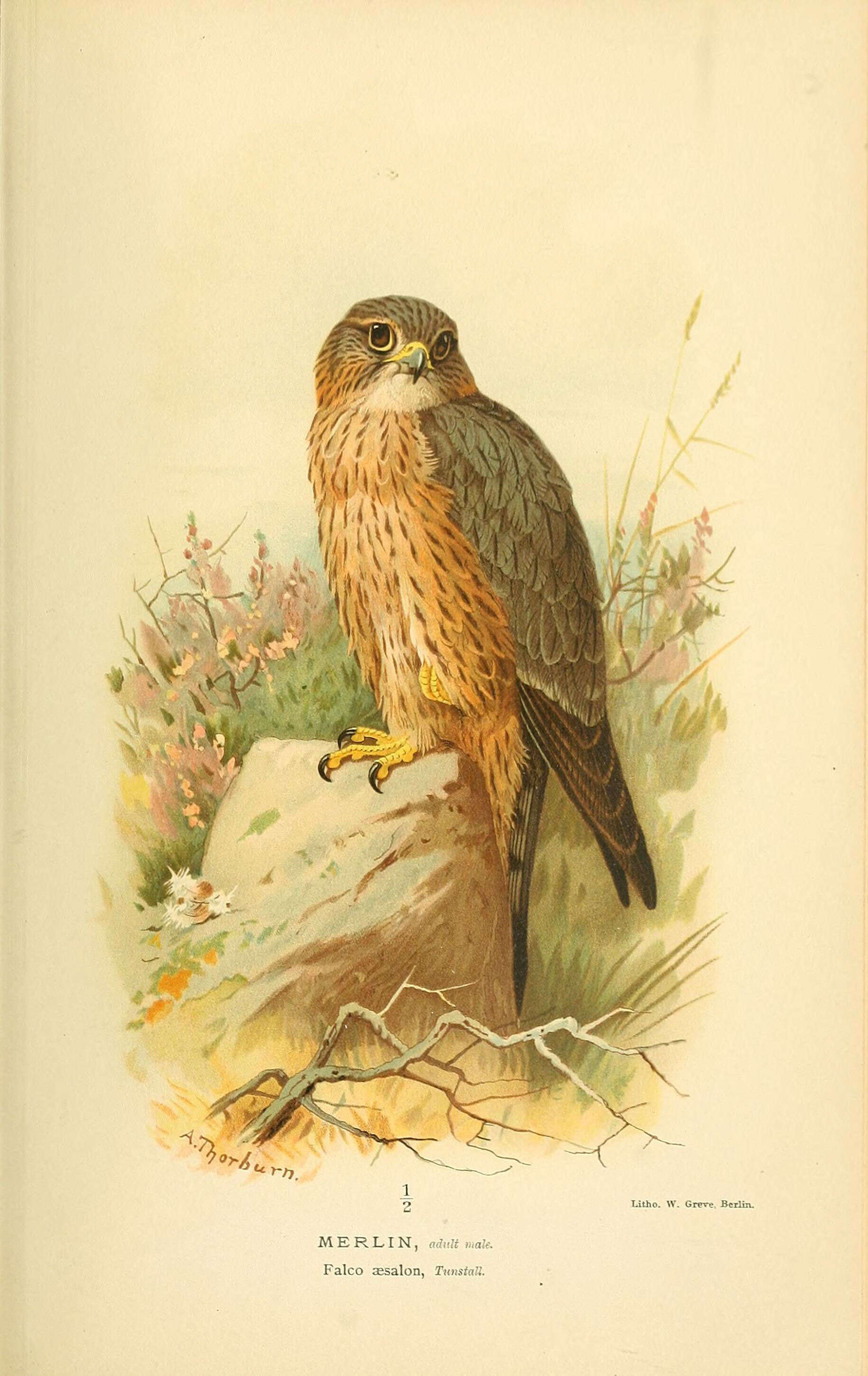 Image of Falco Linnaeus 1758