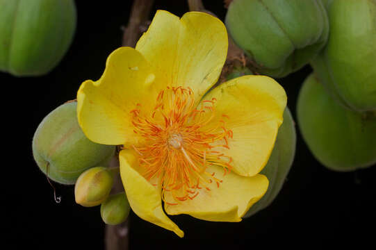 Imagem de Cochlospermum vitifolium (Willd.) Spreng.