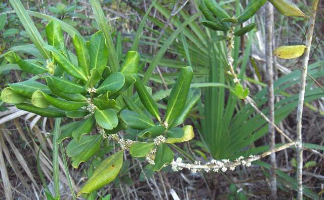 Image de Myrsine floridana A. DC.