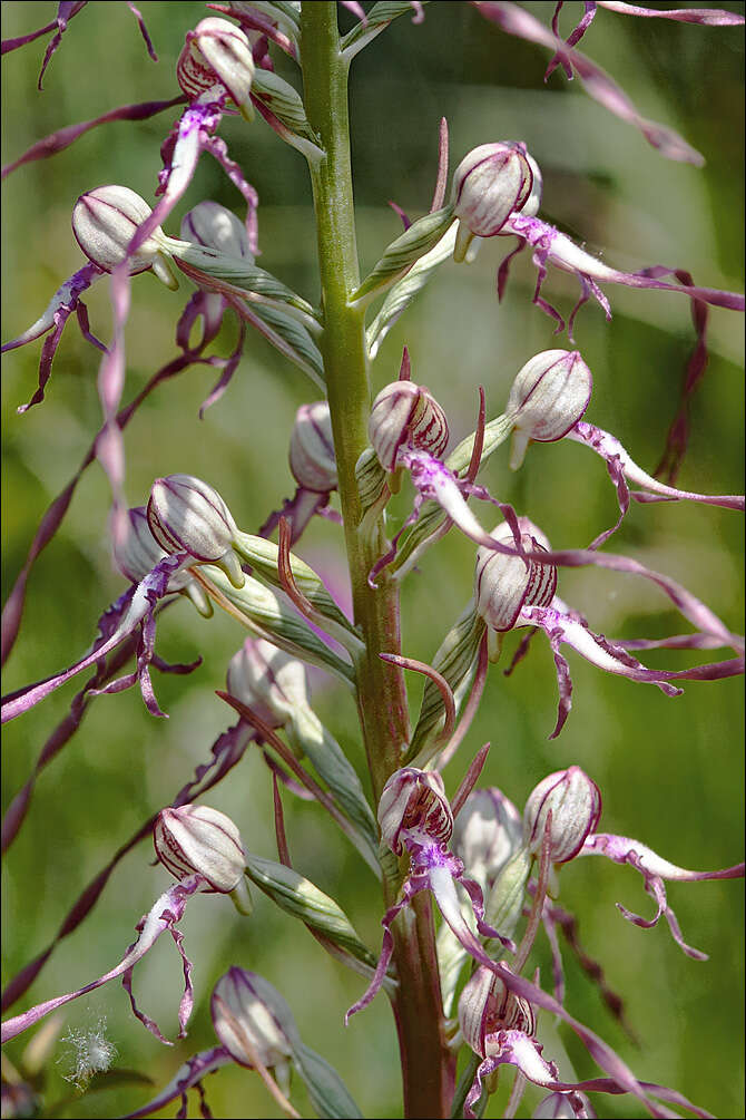 Himantoglossum adriaticum H. Baumann resmi