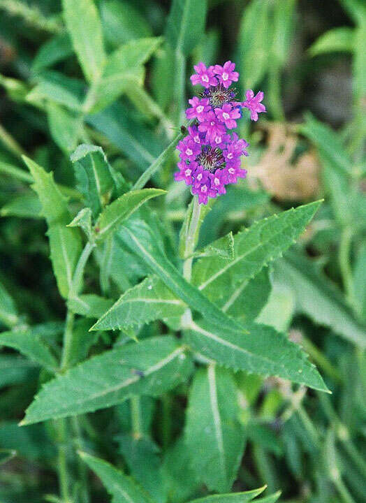 Image of tuberous vervain