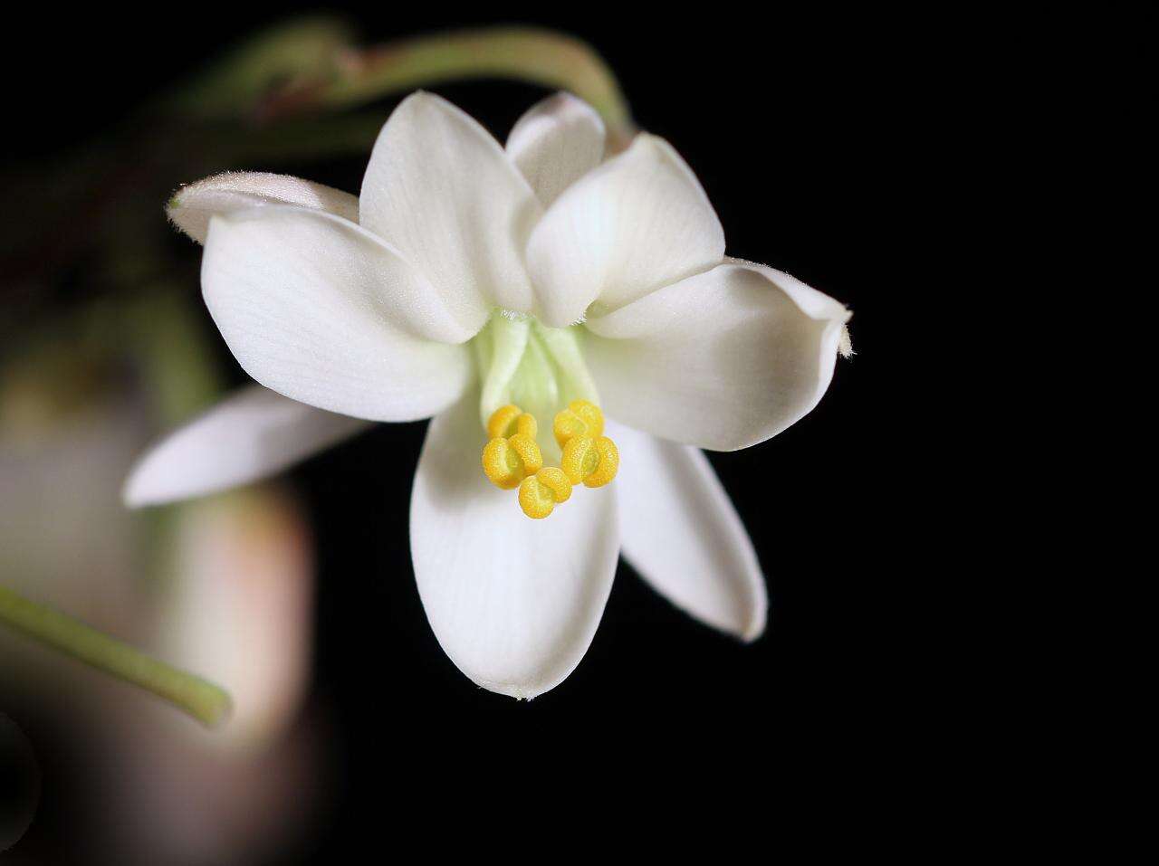 Image de Moringaceae