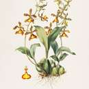 Image of Rossioglossum insleayi (Baker ex Lindl.) Garay & G. C. Kenn.