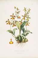 Image of Rossioglossum