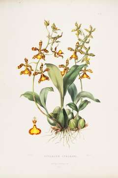 Image of Rossioglossum