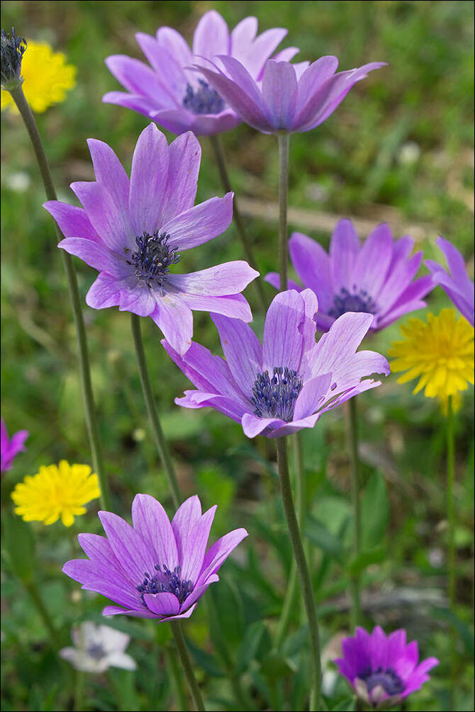 Image of broad-leaved anemone