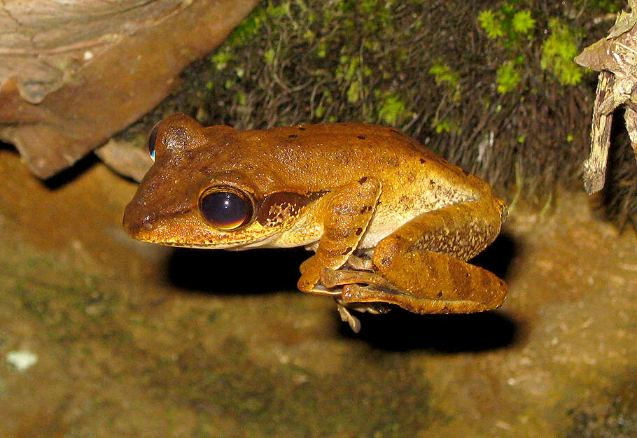 Image of Bongao tree frog