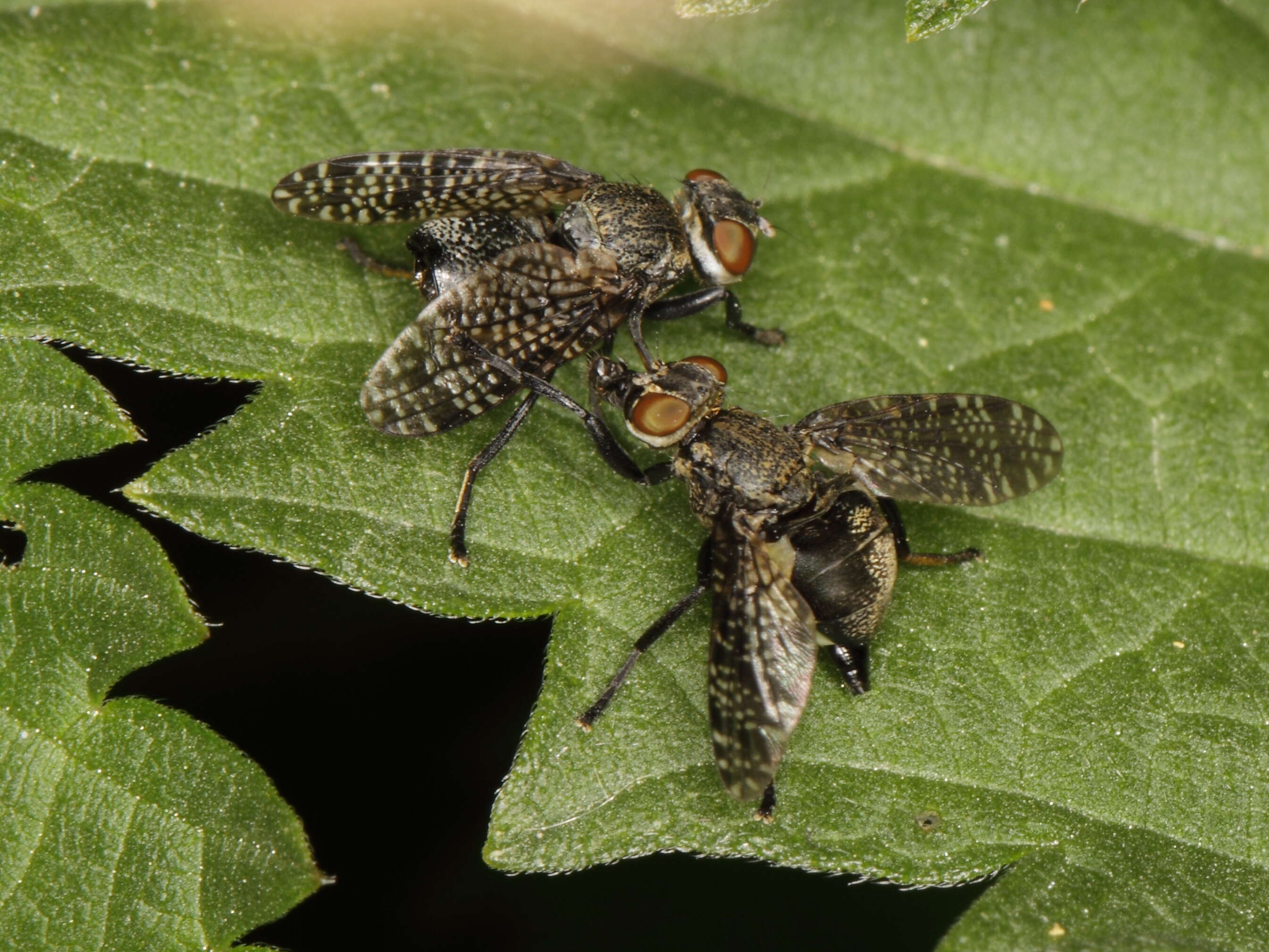 Image of signal flies