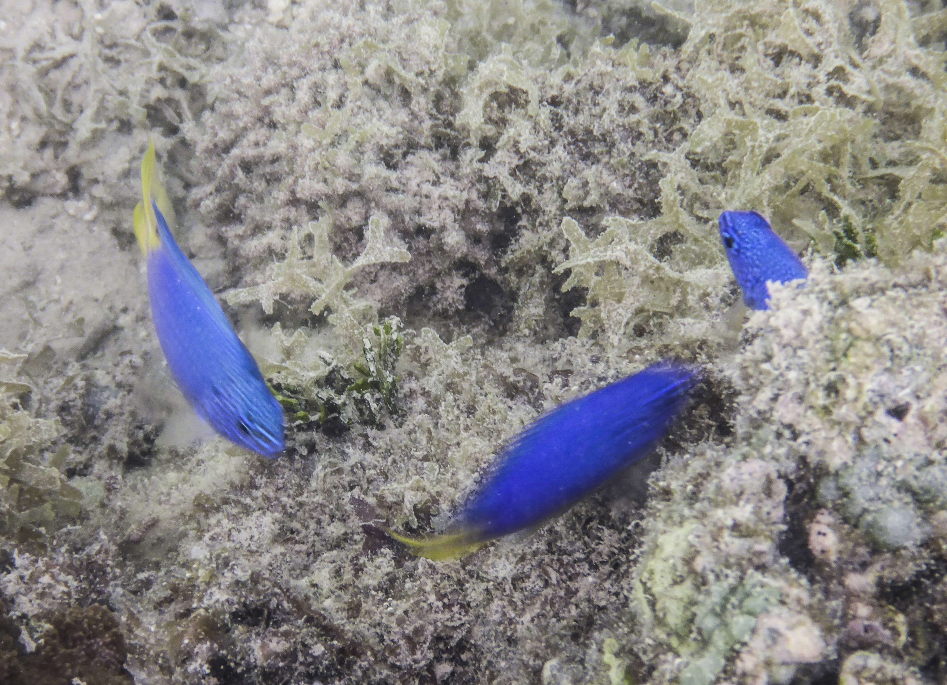 Image of Blue damsel