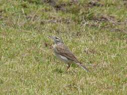 Image of Australasian Pipit