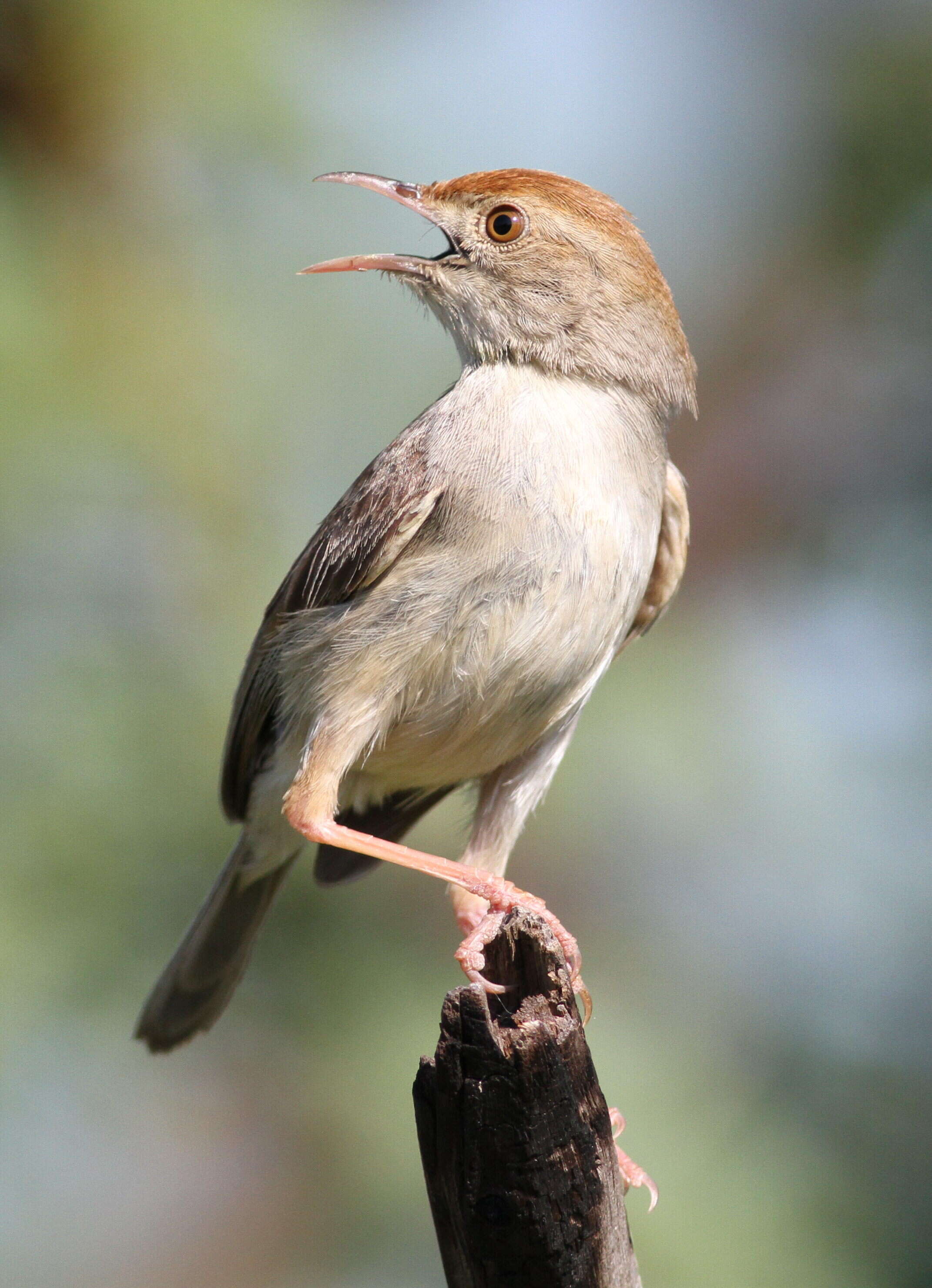 Imagem de Cisticola fulvicapilla (Vieillot 1817)