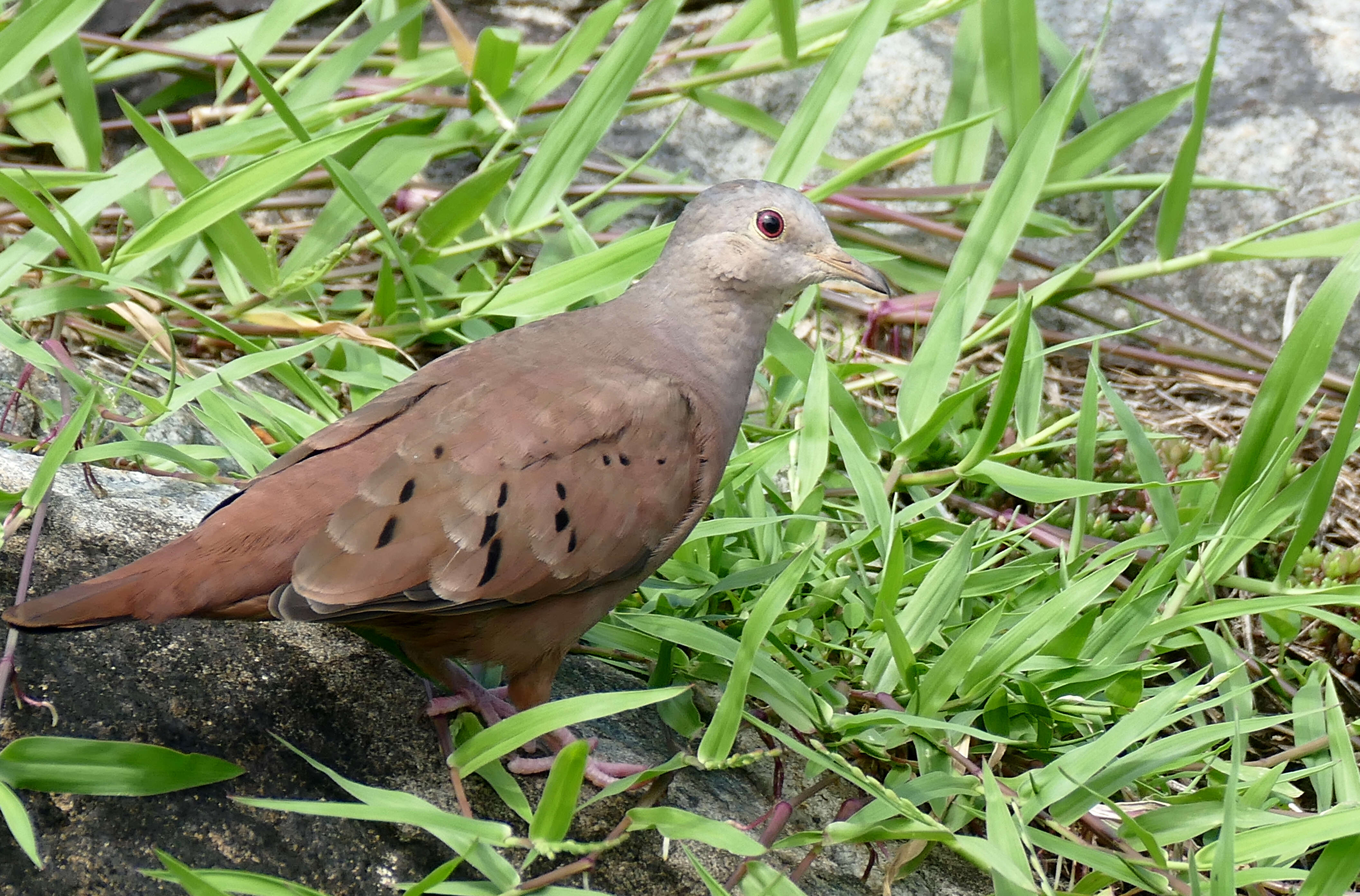 Image of Ruddy Ground Dove