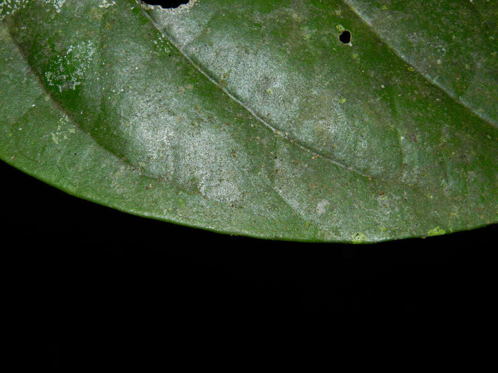 Image of Bunchosia argentea (Jacq.) DC.