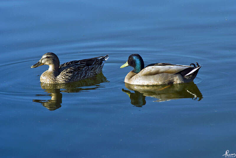 Image de Canard colvert