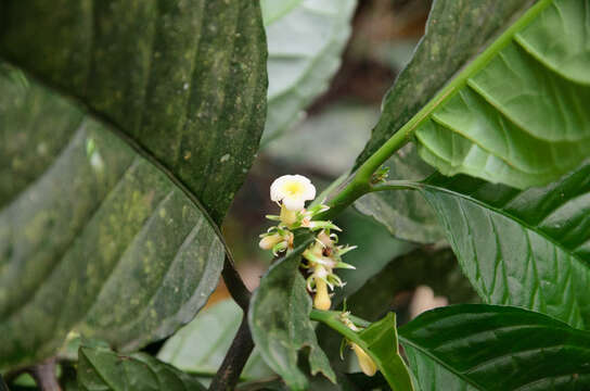 Image of Silvianthus bracteatus Hook. fil.