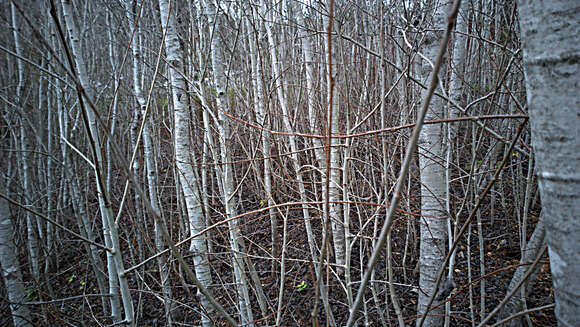 Image of quaking aspen