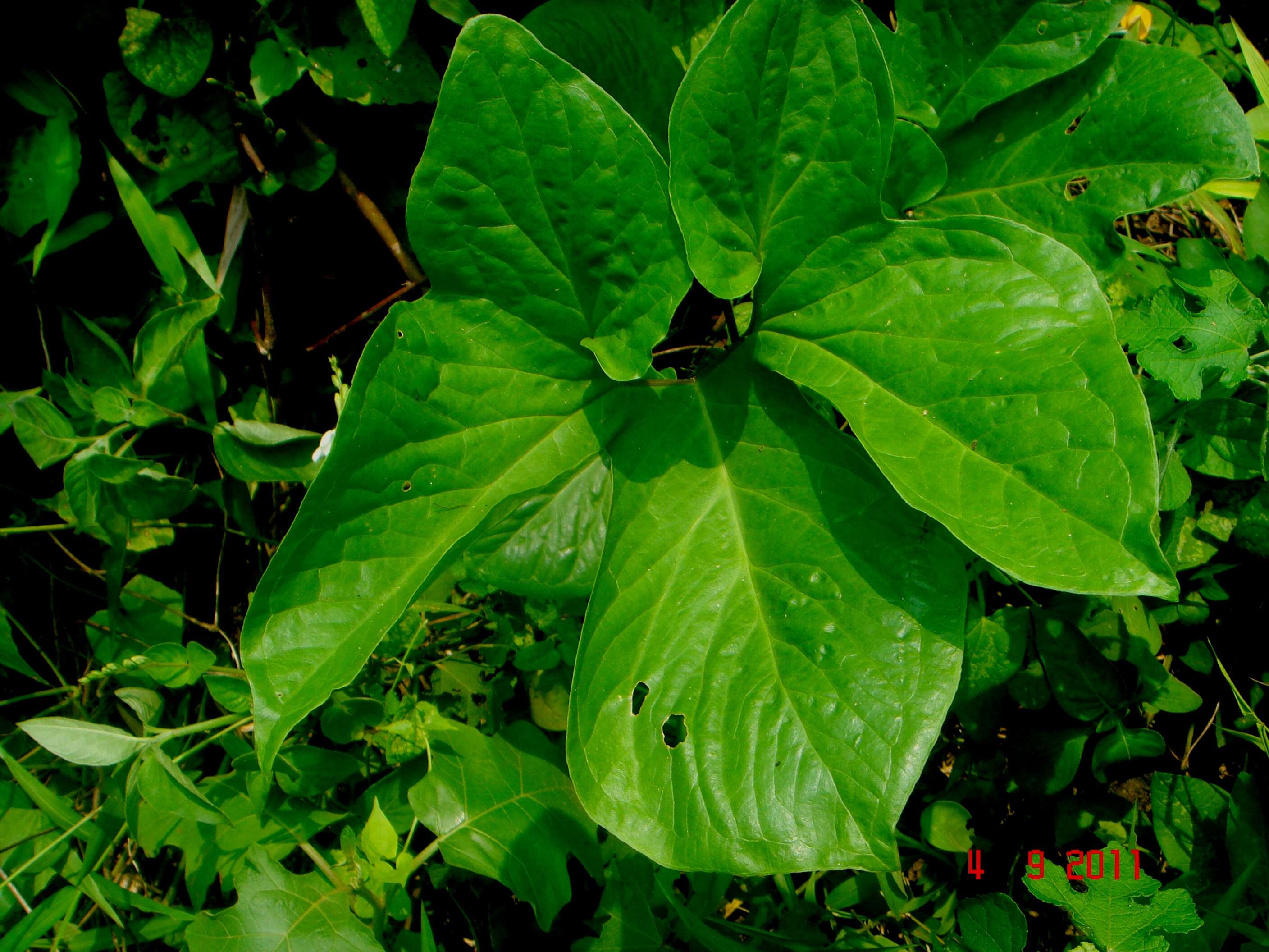 Typhonium trilobatum (L.) Schott的圖片