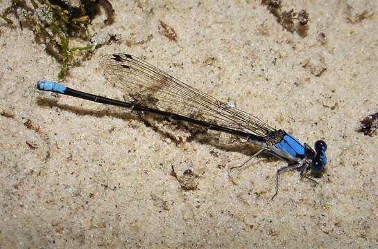 Image of Blue-fronted Dancer