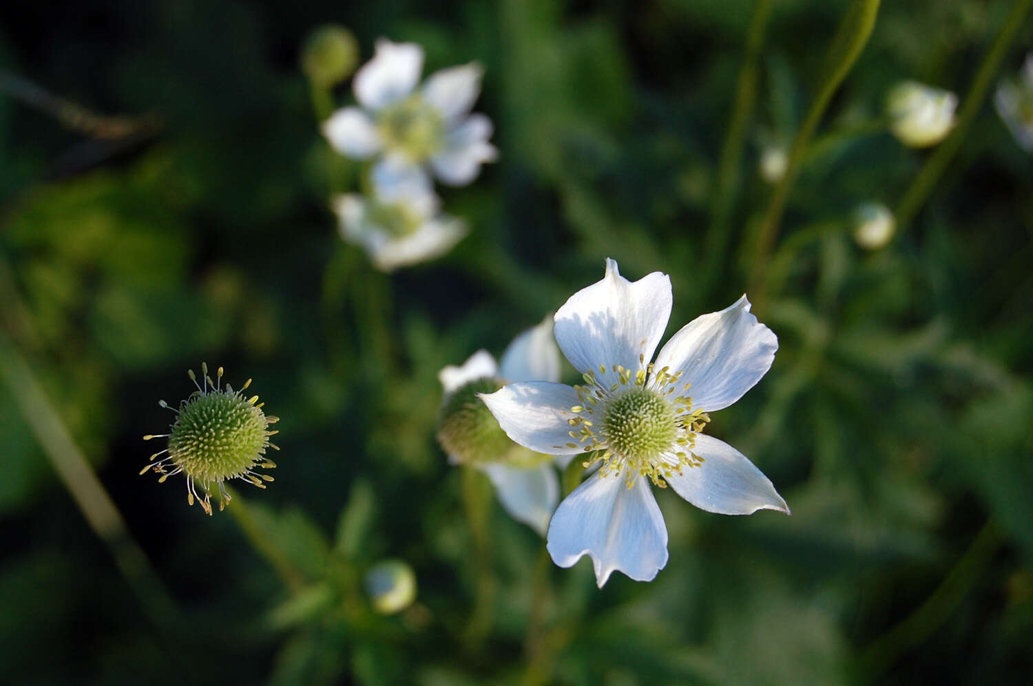 Image of candle anemone