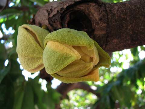 Image of soursop