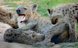 Image of Spotted Hyaenas