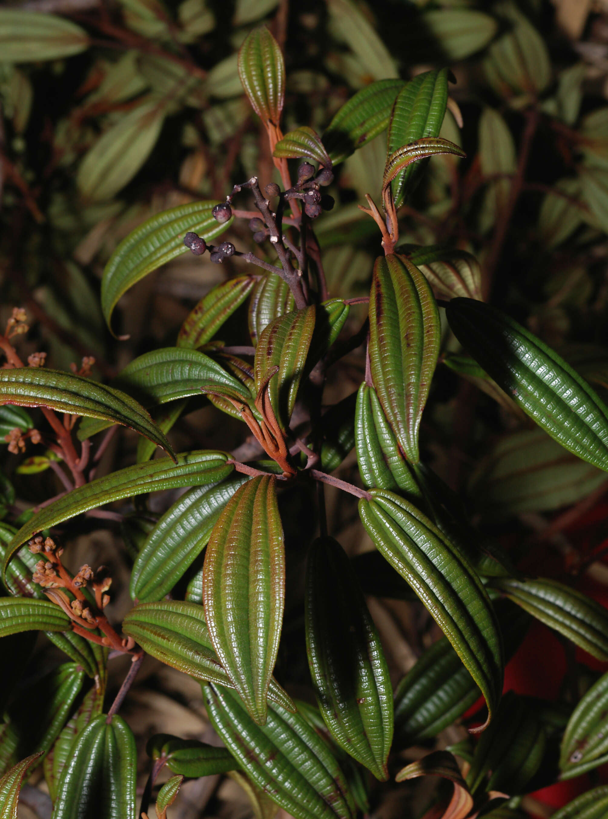 Image of Miconia