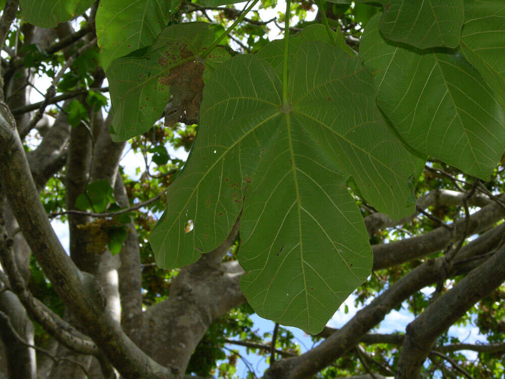 Image of Panama tree