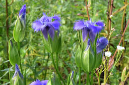 Image of fringed gentian